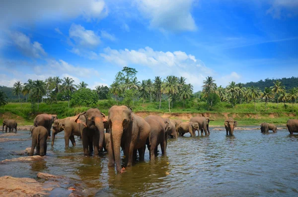 Elefant grupp i floden — Stockfoto
