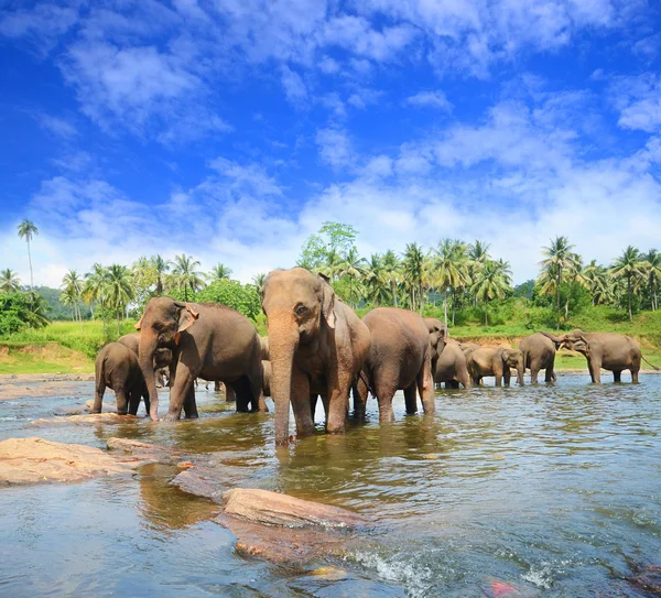 Elefánt csoport a folyó — Stock Fotó