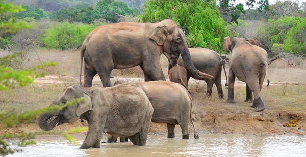 Elephant group in the river — Stock Photo, Image