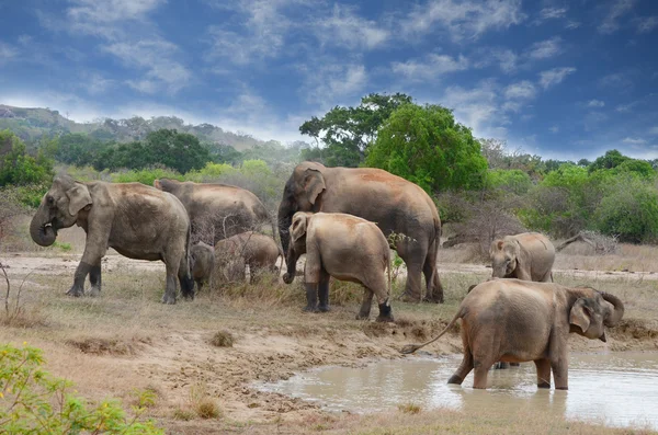 Grupo de elefantes no rio — Fotografia de Stock