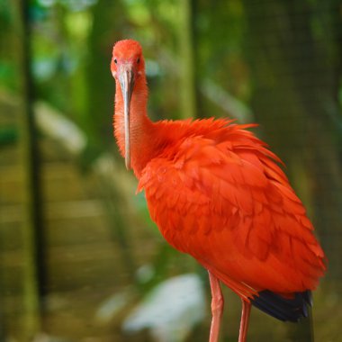 Kırmızı aynaklı kuş