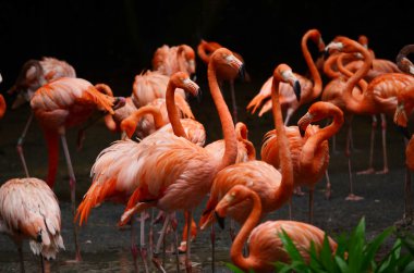 pembe flamingolar