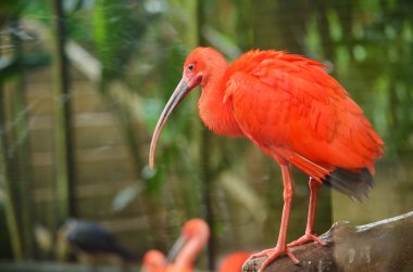 Kırmızı aynaklı kuş