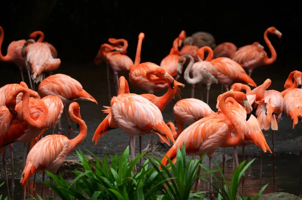 pembe flamingolar