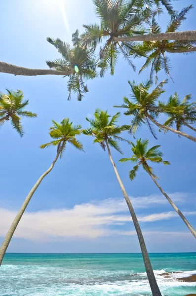 Strand kant sri lanka — Stockfoto