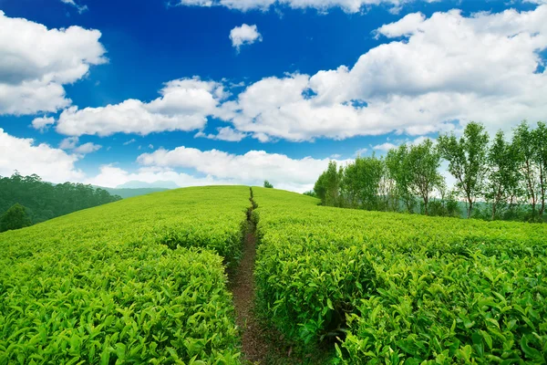 Hermosa finca de té — Foto de Stock