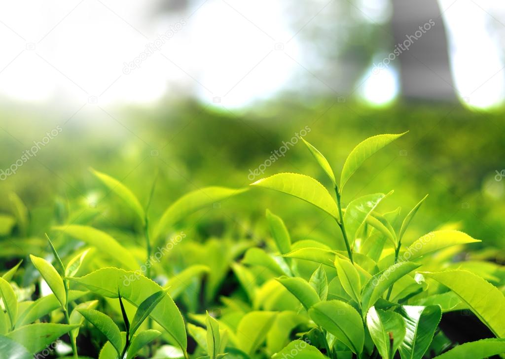 Beautiful tea leaf
