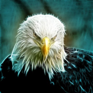 kahverengi kel kartal