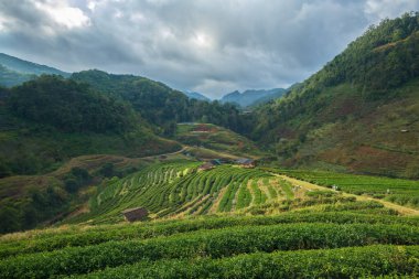 Tepelerdeki güzel çay tarlaları, Chiang Mai bölgesi, Tayland.