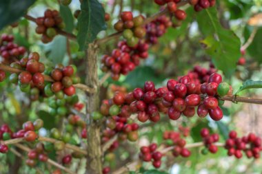 Kahve çekirdekleri ağaçta olgunlaşıyor..