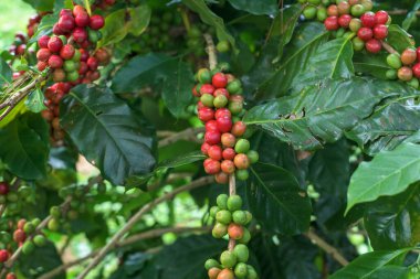 Kahve çekirdekleri ağaçta olgunlaşıyor..
