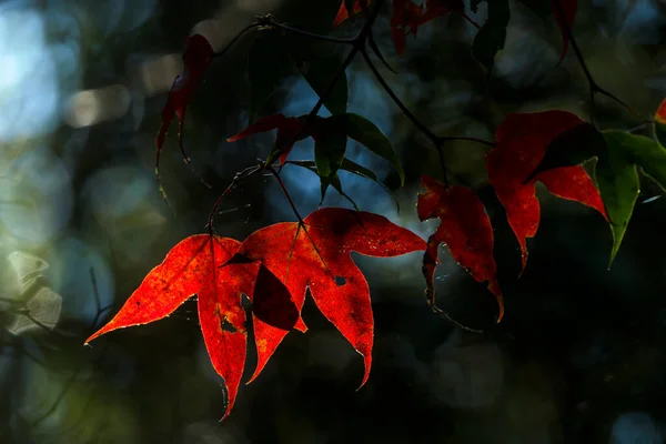 Beautiful Maple Leaf Nation Park Beauty Nature Concept Background — Stock Photo, Image