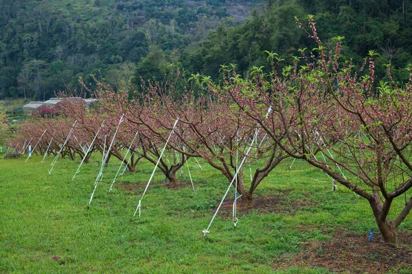 Pêssego Prunus Persica Stokes Jardim — Fotografia de Stock