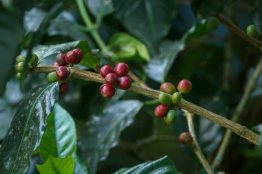 Kahve çekirdekleri ağaçta olgunlaşıyor..