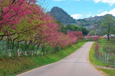 Güzel kiraz çiçeklerinin arasından boş bir yol.