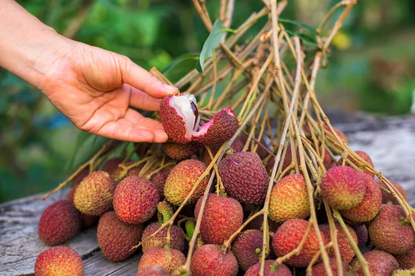 Fresh Lychee Fruit Hand — Zdjęcie stockowe