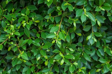 Güzel yeşil yaprak doğa arka plan.