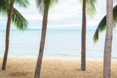 Güzel plajı olan tropik bir adada hindistan cevizi ağacı.