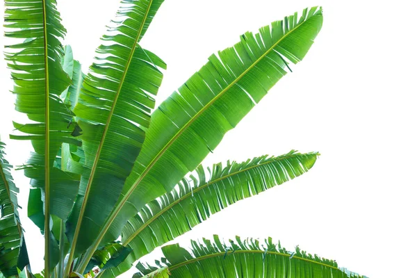Banana Leaf White Background — Stock Photo, Image