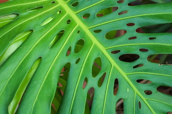 Piękny Zielony Liść Natura Tło — Zdjęcie stockowe