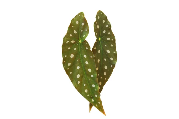 Polka Dot Begonia Begonia Maculata Blad Geïsoleerd Wit Met Knippad — Stockfoto