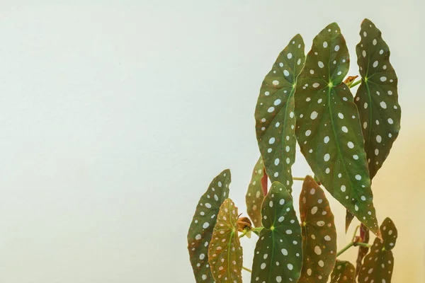 Φυτό Polka Dot Begonia Begonia Maculata — Φωτογραφία Αρχείου