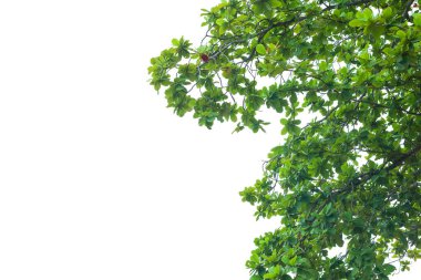 Beyaz arkaplanda yeşil ağaç yaprakları ve dalları
