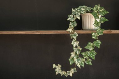 Siyah duvar arka planında değişken sarmaşık (Hedera sarmaşığı).