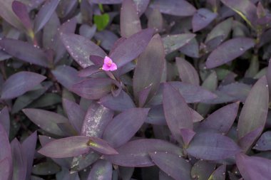 Close-up of Purple-heart plant (Tradescantia pallida) clipart