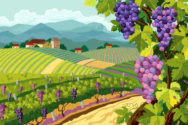 Vineyard and grapes bunches clipart