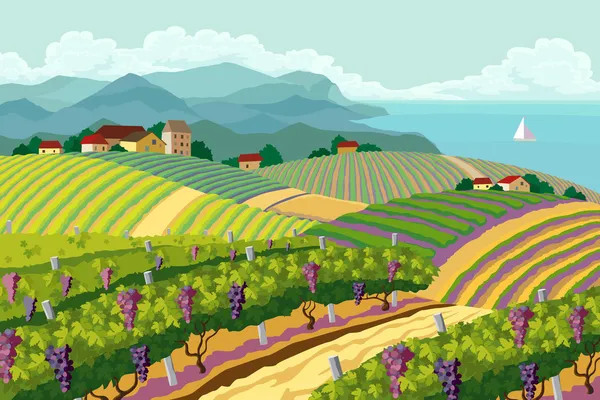 Сельский пейзаж с виноградником — стоковый вектор
