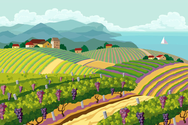 Rural landscape with vineyard