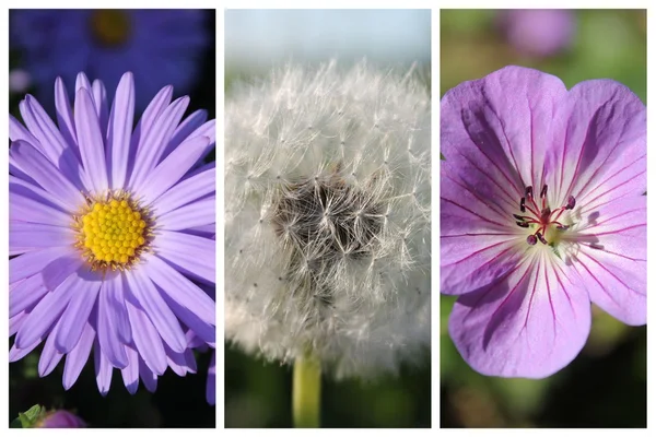 Blommor collage Royaltyfria Stockfoton