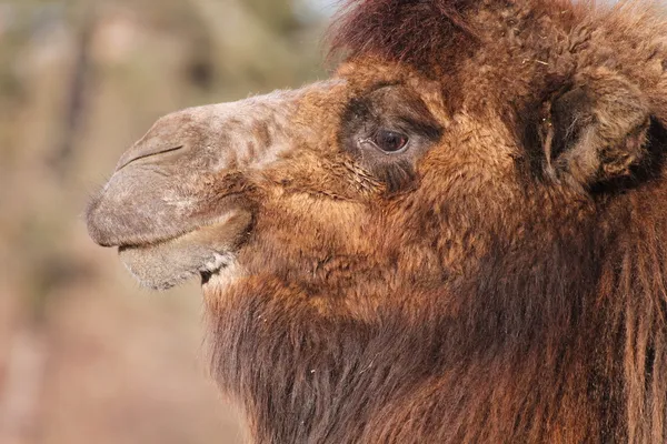 Furry camel — Stock Photo, Image