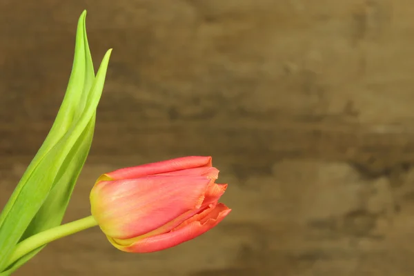 Red tulip — Stock Photo, Image