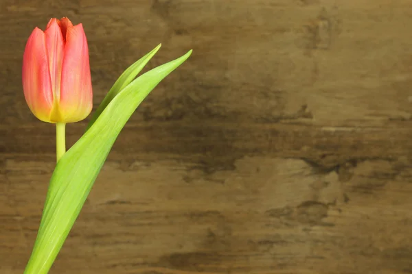 Red tulip — Stock Photo, Image