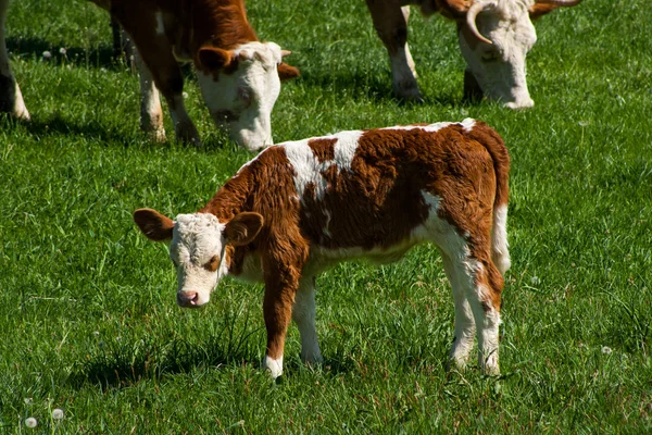 Mucca fuori — Foto Stock