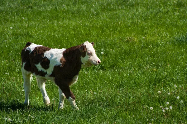 Ko utanför — Stockfoto