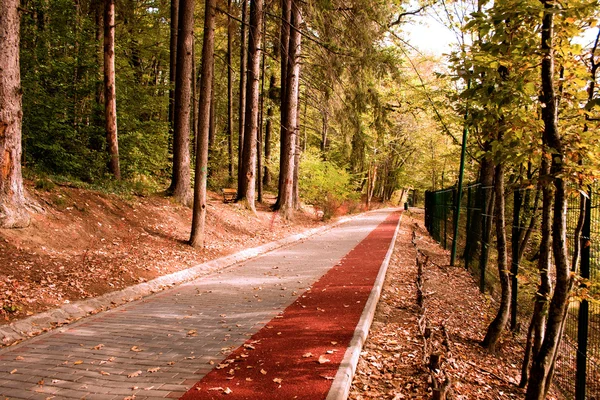 Weg im Wald mit Radstreifen — Stockfoto