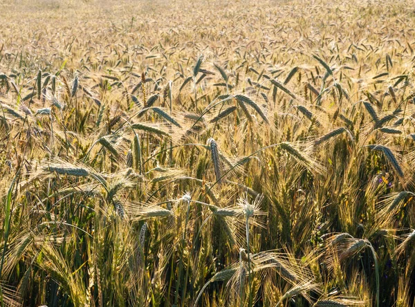 Wheat — Stock Photo, Image