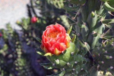 çiçek açan kaktüs