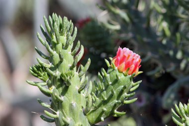 çiçek açan kaktüs