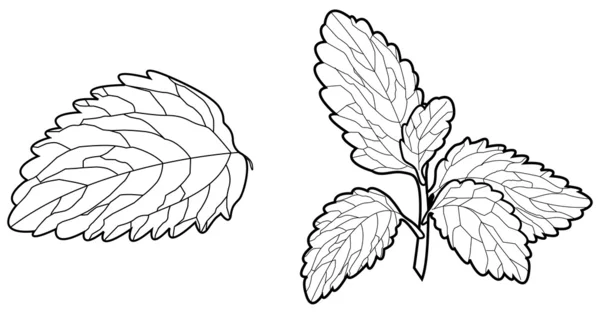 Stevia yaprağı