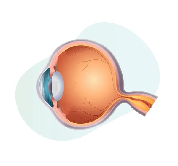 Seção Anatomia Ocular Humana Ilustração Como Arquivo Eps — Vetor de Stock