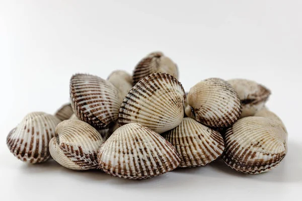 一种贝类动物 海鲜配料硬壳 — 图库照片
