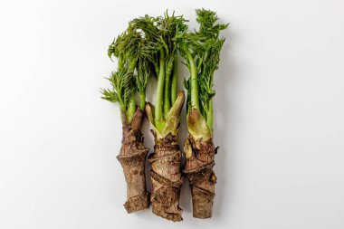 Ağaçta asılı sebzeler. Kore yemek kültürü. güçlü aromalı sebzeler