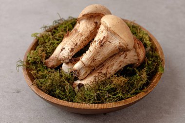 Bir çeşit mantar. Matsutake mantarına benzeyen mantarlar. Shiitake ve Matsutake mantarlarının karışımı.