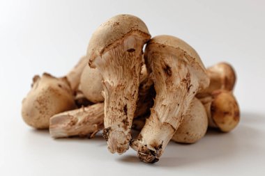 Bir çeşit mantar. Matsutake mantarına benzeyen mantarlar. Shiitake ve Matsutake mantarlarının karışımı.