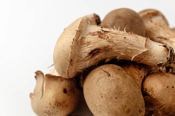 Kind Mushroom Mushrooms Resembling Matsutake Mushrooms Combination Shiitake Matsutake Mushrooms — Stock Photo, Image