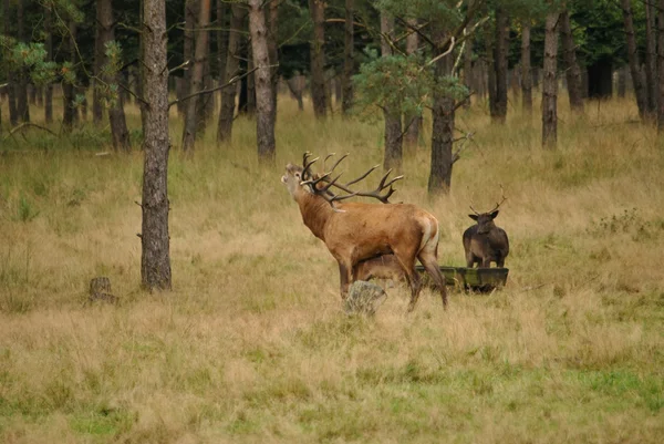 Ormandaki geyik — Stok fotoğraf